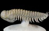 Flying Crotalocephalina Trilobite - Huge Specimen #43550-1